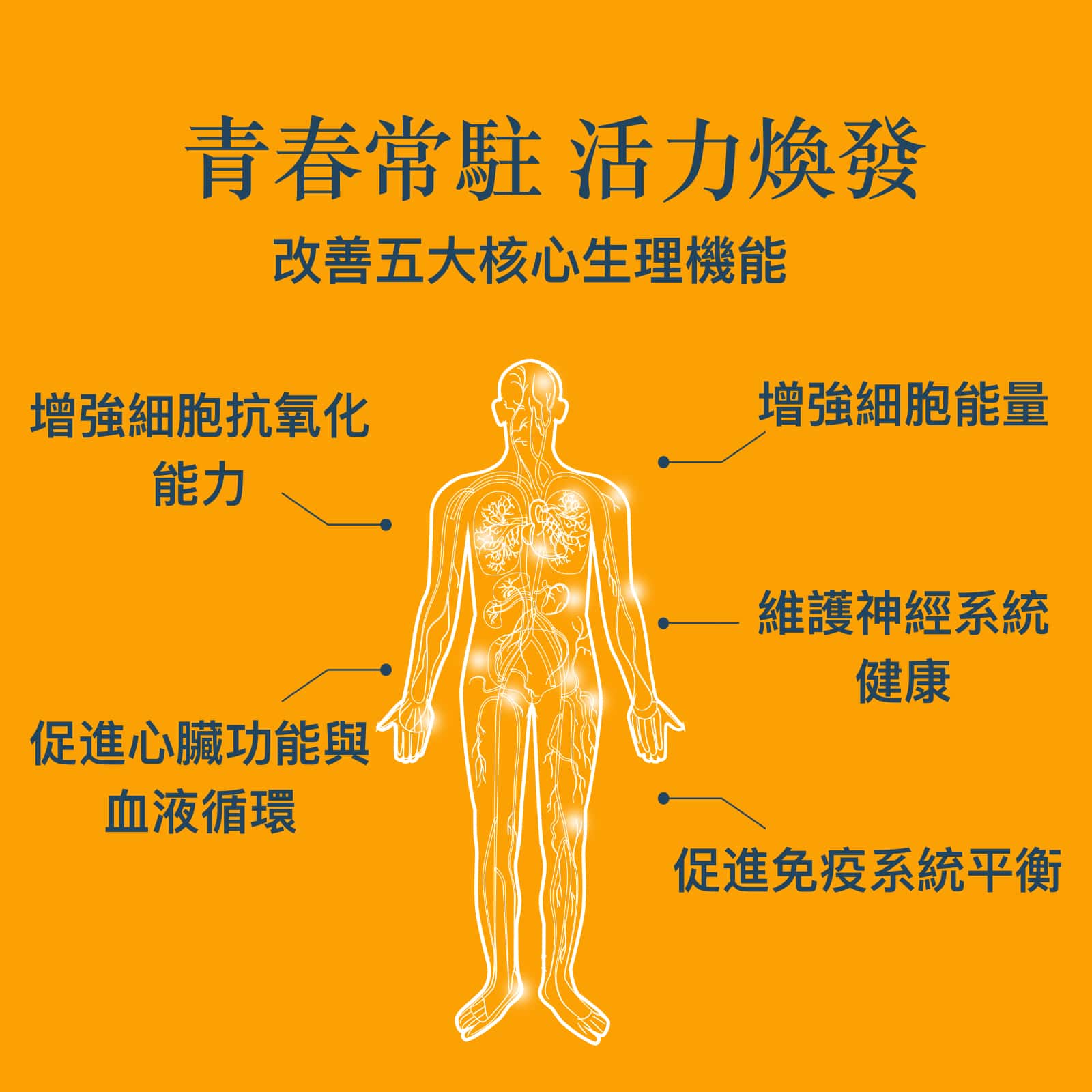 NAD+ 最佳活力 抗衰老保健品