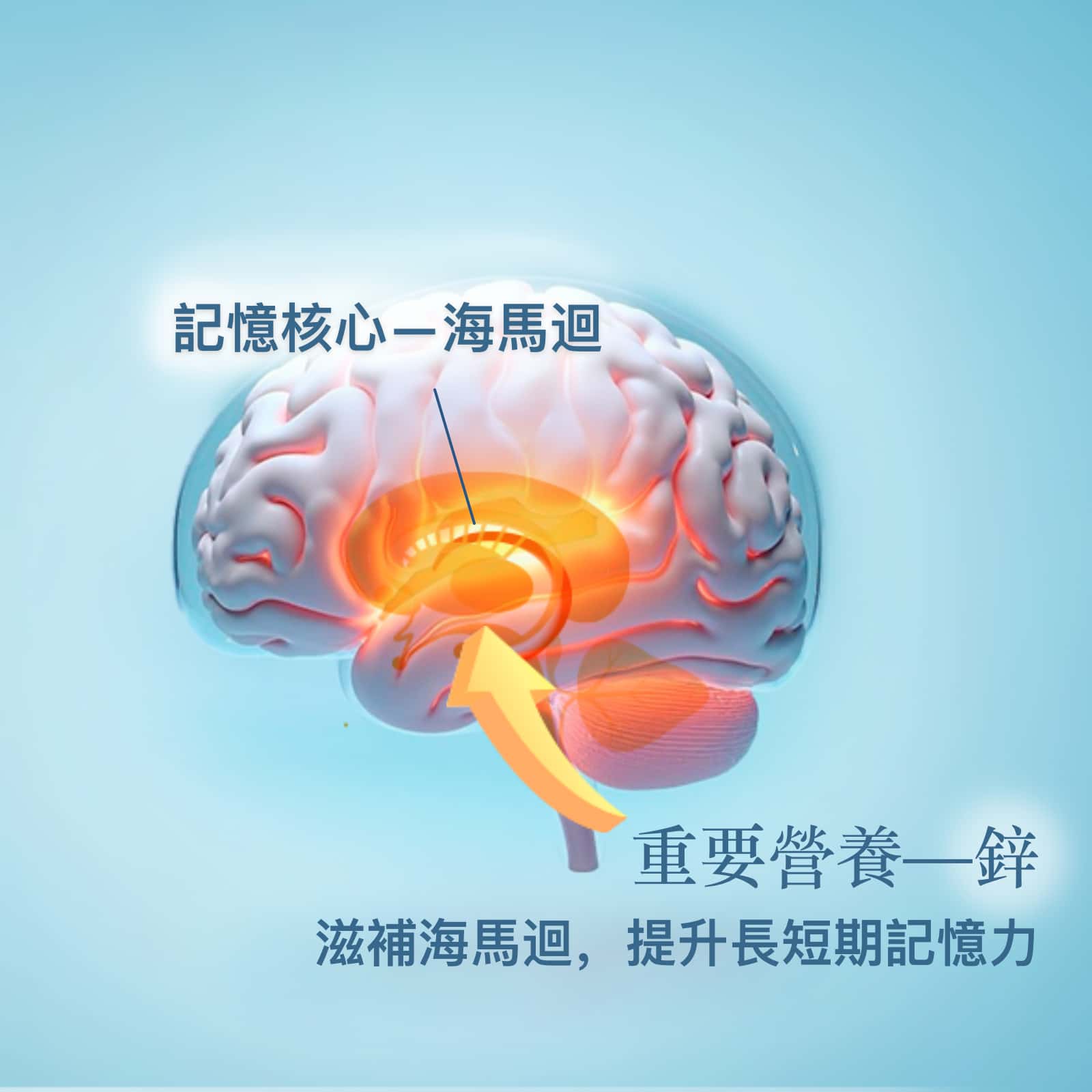 Brain Optimal最优大脑 健脑保健品